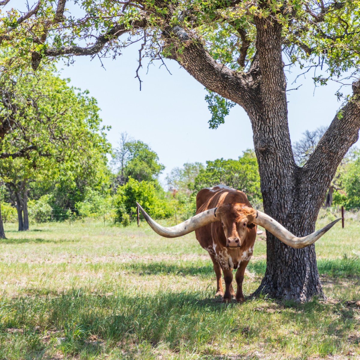 Longhorn cattle in Marble Falls, Texas Hill Country