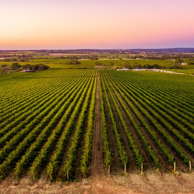The McLaren Vale wine region at dusk