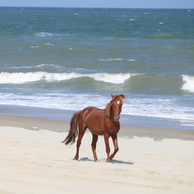 Wild mustang on an Outer Banks beach