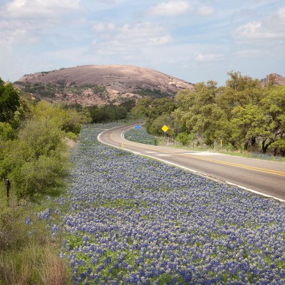 Bluebonnet wildflowers at Enchanted Rock