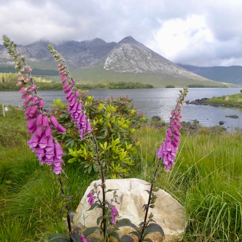 Foxglove flowers by Lough Inagh, Connemara