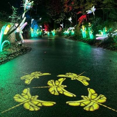 Dancing butterfly lights at Seattle's Woodland Park Zoo WildLanterns