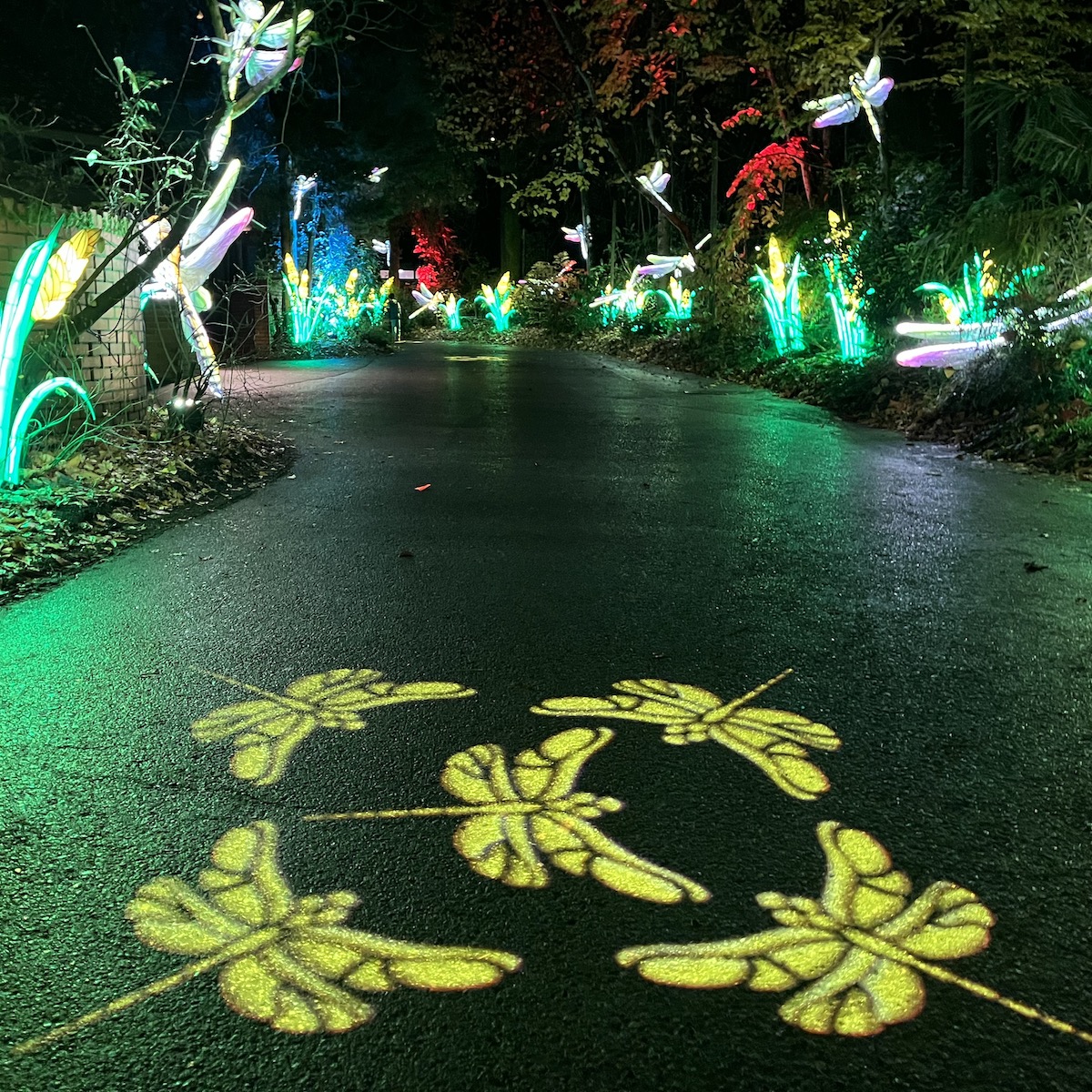 9 Best Experiences At Wild Lanterns Light Festival At Seattle’s