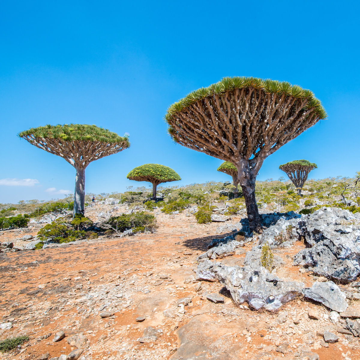 Dragon trees on Socotra Island in Yemen