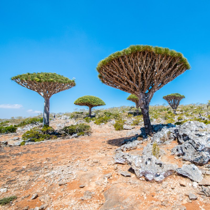 Dragon trees on Socotra Island in Yemen