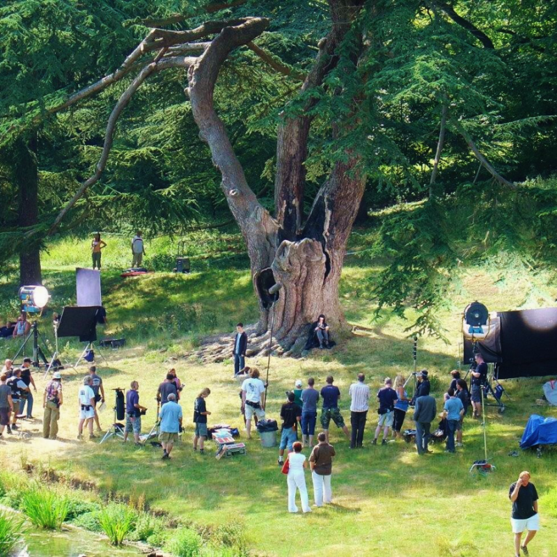 lots of people standing around a very tall Lebanon tree