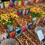 Tulip bubs at Amsterdam's Bloemenmarkt