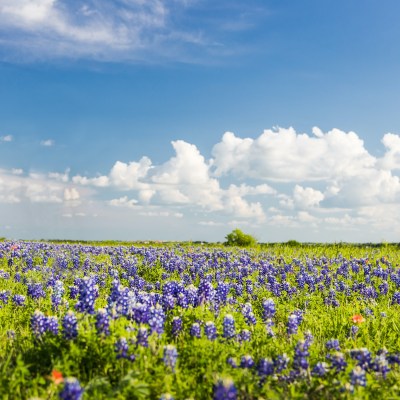 Bluebonnets in Ennis, Texas