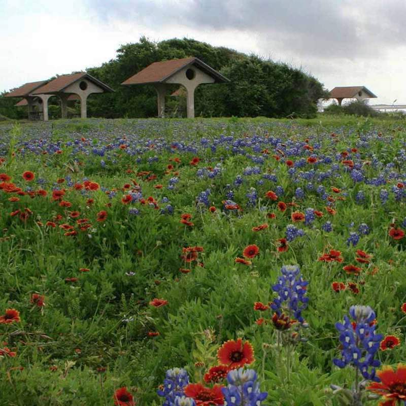 Goose Island State Park brimming with spring wildflowers. Texas.
