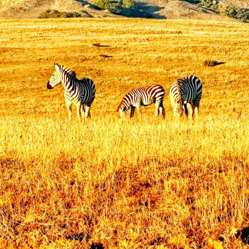 Zebras at Hearst Ranch, California