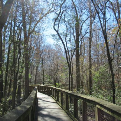 The towering trees of Congaree National Park seen from a boardwalk. South Carolina.