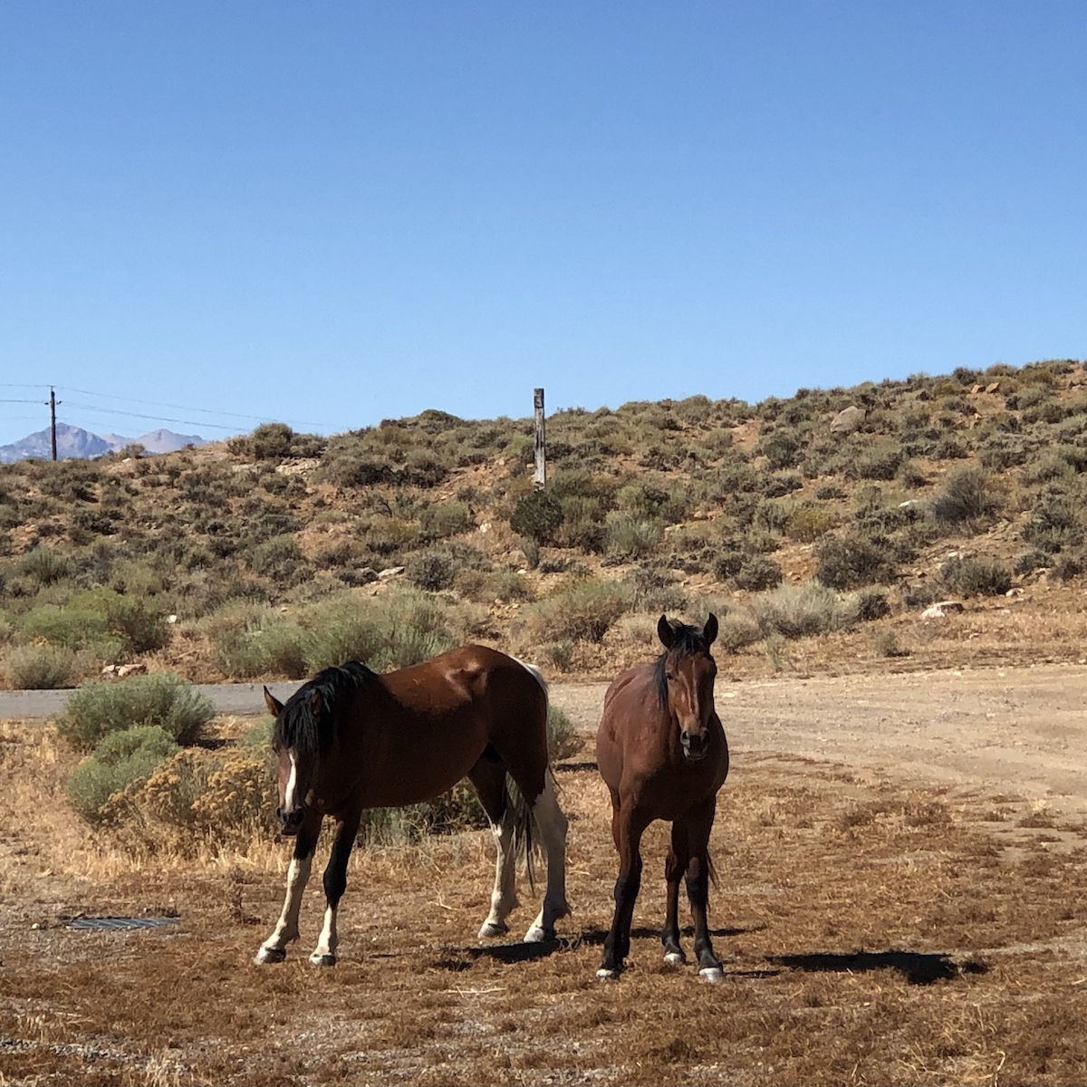 Wild Horses in Virginia City