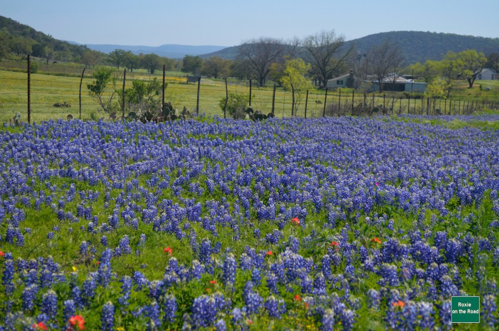 Texas bluebonnets and other wildflowers cover the roadsides in the spring.