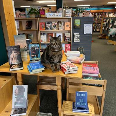 Odin the cat watches over everything at the Yellowstone Book Cellar in Yellowknife, Northwest Territories, Canada