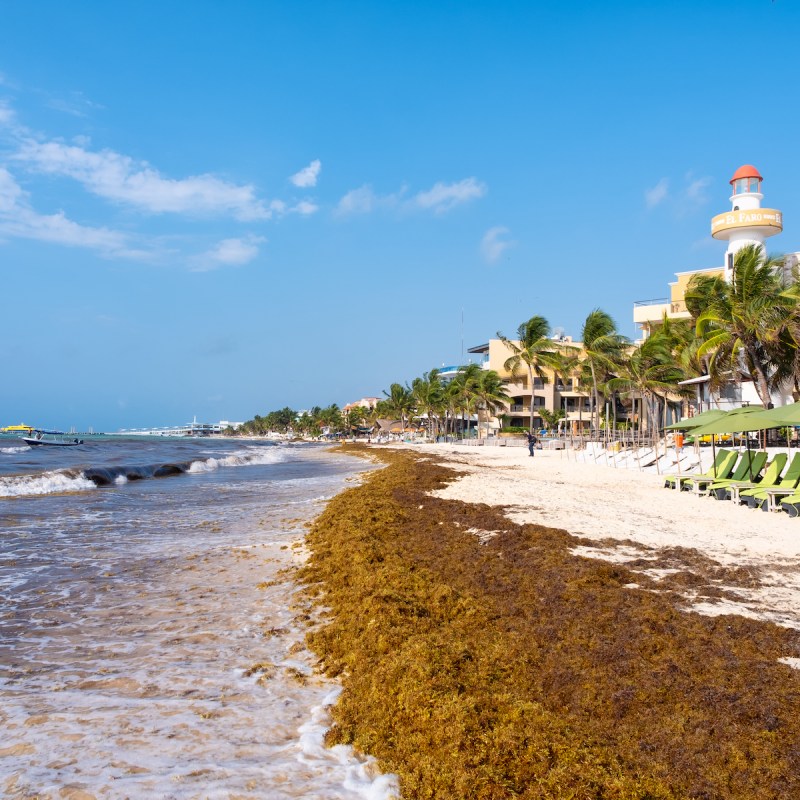 Sargassum on a beach in Playa del Carmen