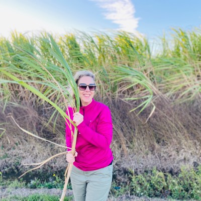 SJ checking out the sugarcane fields around the Cajun Bayou Food Trail