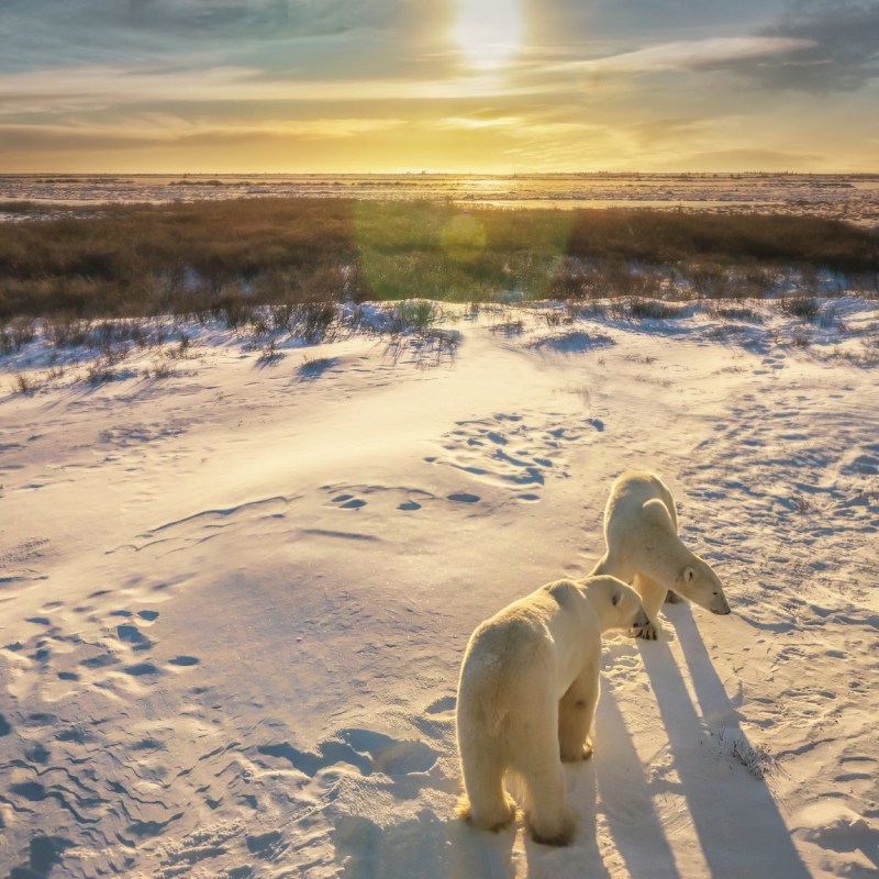 two polar bears in snow at sunset