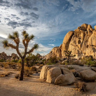 Joshua Tree National Park