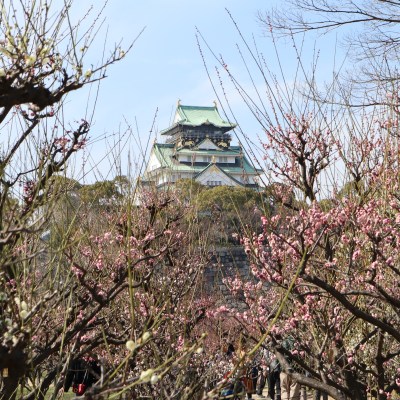 Osaka Castle from the plum grove in the surrounding park.