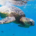 Sea turtle in Oahu
