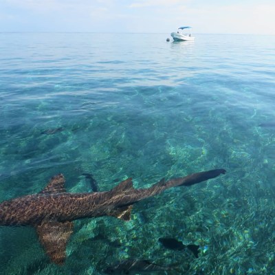 Shark Ray Alley in Ambergris Caye, Belize