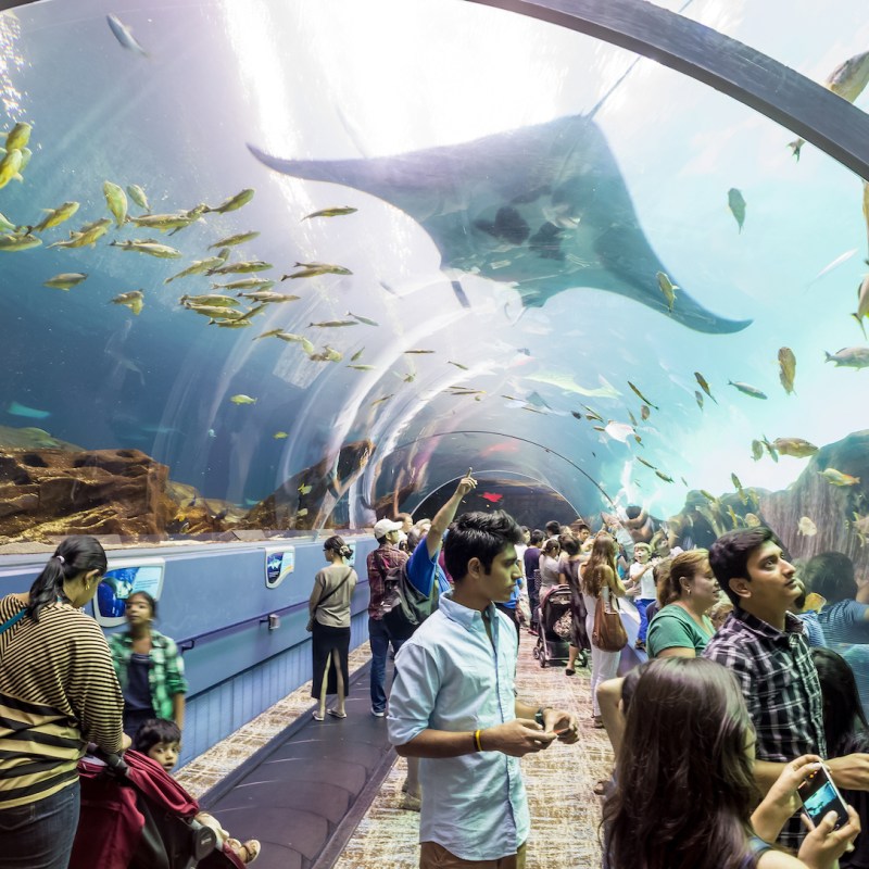 one of the largest single aquatic exhibits in the world, Ocean Voyager features an acrylic tunnel for guests to view thousands of marine creatures on all sides, as well as a giant acrylic viewing window to explore our oceans