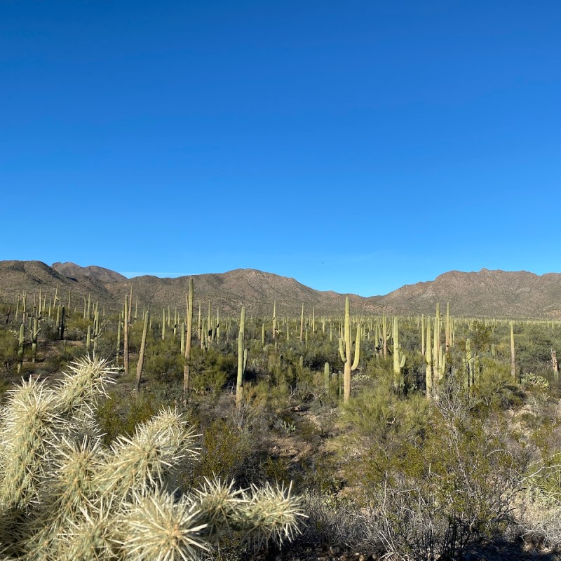 Hiking in Tucson Mountain Park