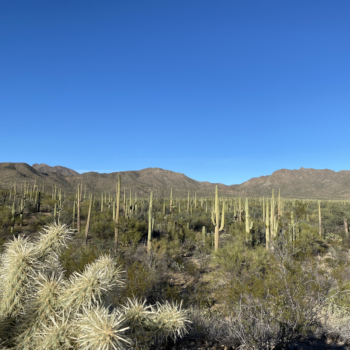 12 Beautiful Hikes Near Tucson Perfect For The Whole Family TravelAwaits