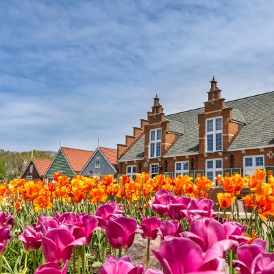 The pink and orange tulips of Holland, Michigan