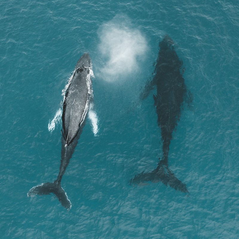 Humpback whales in Hawaii