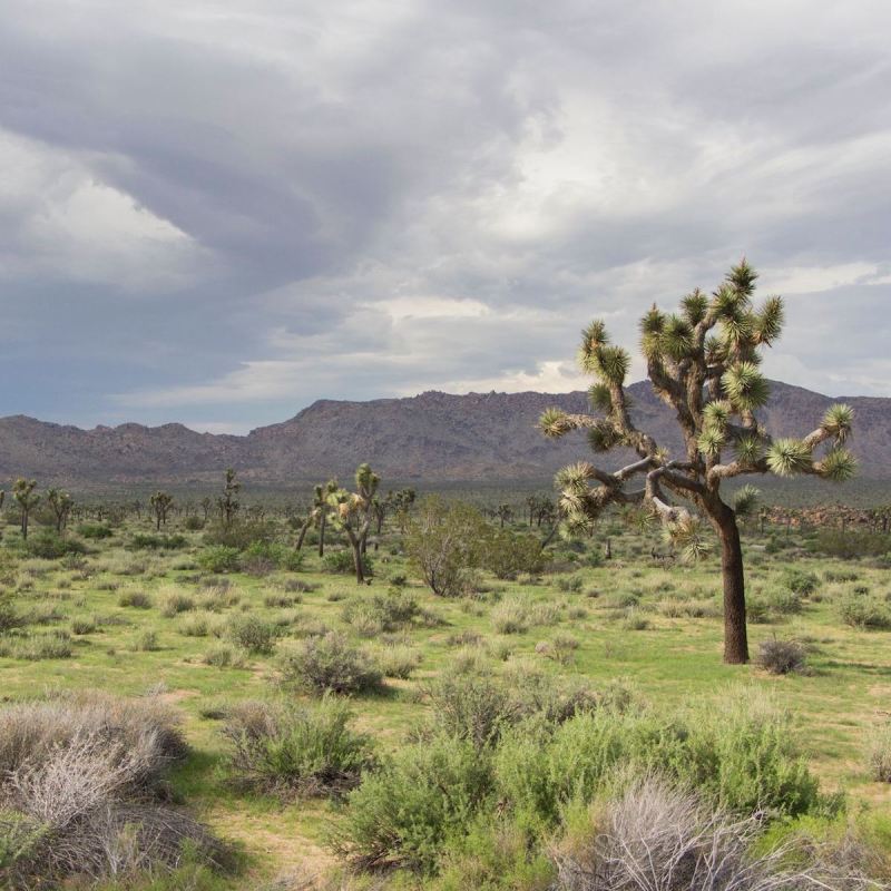 Joshua Tree Forest at California's Joshua Tree National Park