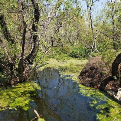 Wilderness area in North Myrtle Beach's McLean Park