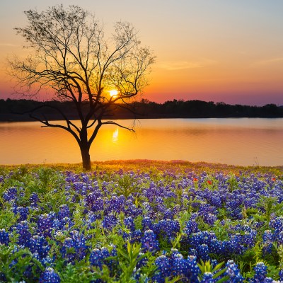 bluebonnets on a Texas lake