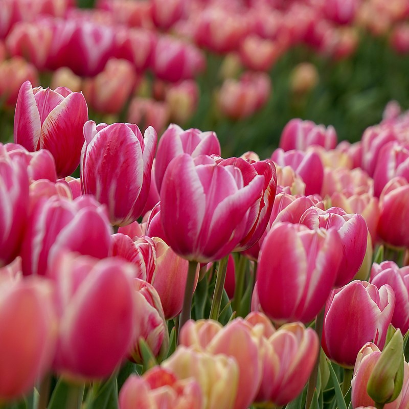 Tulips in Texas