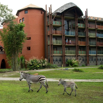 Zebras at the Animal Kingdom Lodge