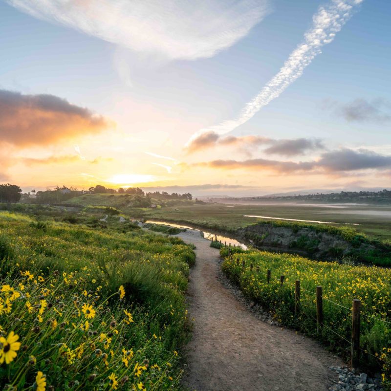 A pathway through wildflowers blooming at sunrise at Back Bay, Newport Beach California