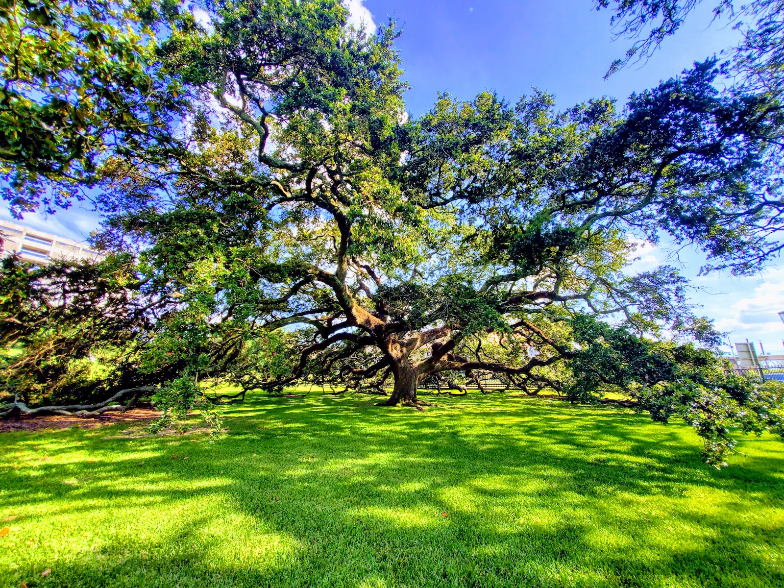 ginormous live oak tree on the grounds of the Old State Capitol building in Baton Rouge, Louisiana
