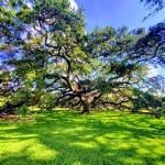ginormous live oak tree on the grounds of the Old State Capitol building in Baton Rouge, Louisiana