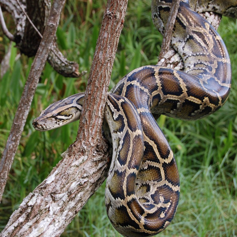 A Burmese python in the Everglades