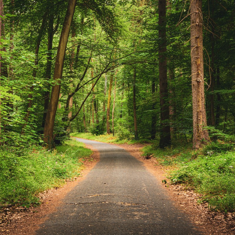 Fontainebleau Forest in France