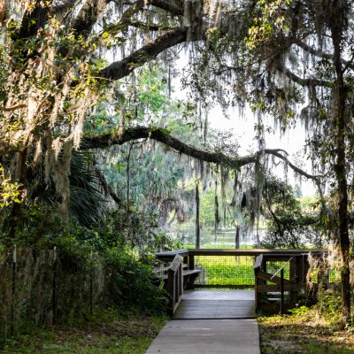 Southern live oak tree with hanging Spanish moss in Paynes Prairie Preserve State Park.