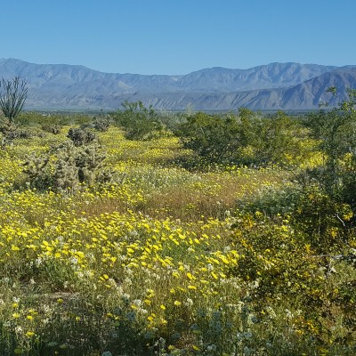 Wildflowers in Borrego Springs