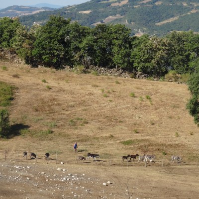 Bruno chasing his son's donkeys back into the field