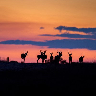 Impalas during sunset at Kruger National Park