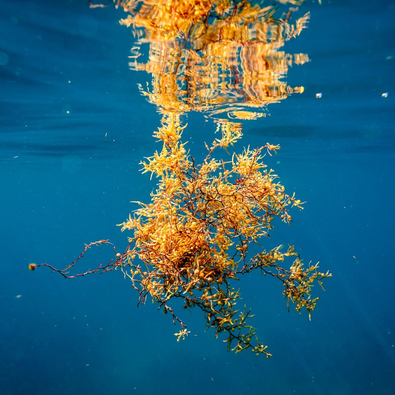 Sargassum seaweed underwater