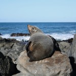 Red Rocks Seal