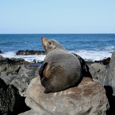 Red Rocks Seal