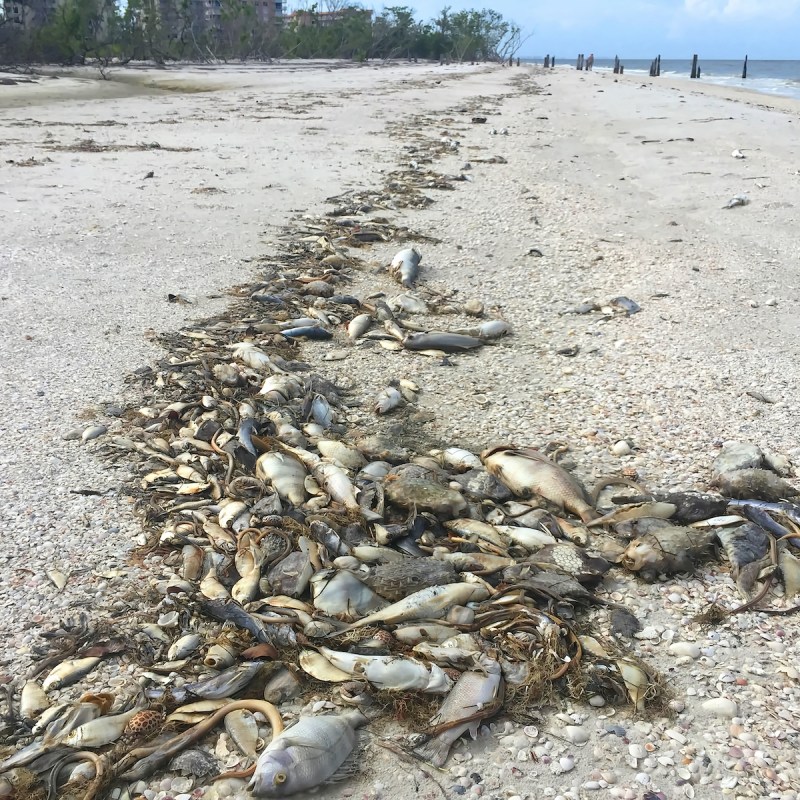 fish wash ashore on the beaches of the Florida West Coast