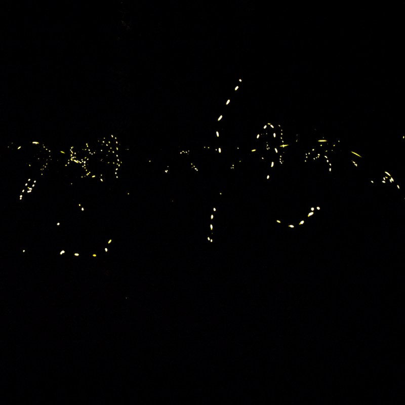 Synchronized Fireflies in Elkmont in Great Smoky Mountain National Park in Tennessee