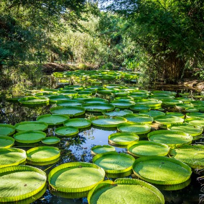 Victoria lily pads at Kanapaha Botanical Gardens